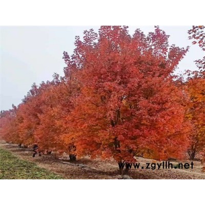 丛生美国红枫丛生树种植商-丛生美国红枫-金枫绿化