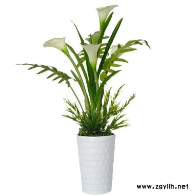 汉口绿植-武汉雅淳花卉-绿植养护