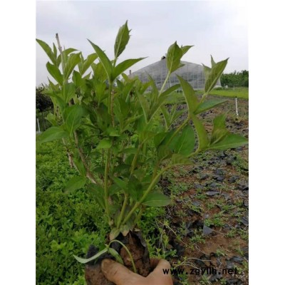 红王子锦带-芳青花卉苗(在线咨询)