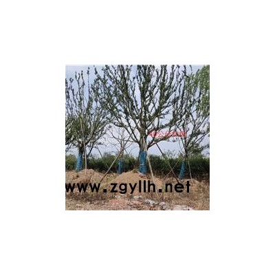 宣城丛生朴树-丛生朴树功效-佳邦(诚信商家)