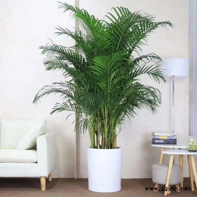 美静园艺绿植花卉出租-武汉绿植养护