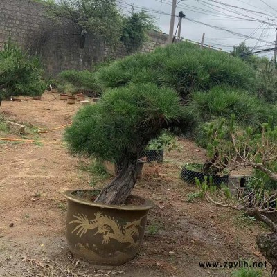 云南黑松盆栽基地 天津黑松盆栽价格 名君苗木