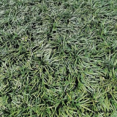 小区绿化细叶麦冬种植基地 李斌麦冬草 细叶麦冬基地