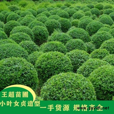 河南3米造型小叶女贞-豫宛苗木基地直销
