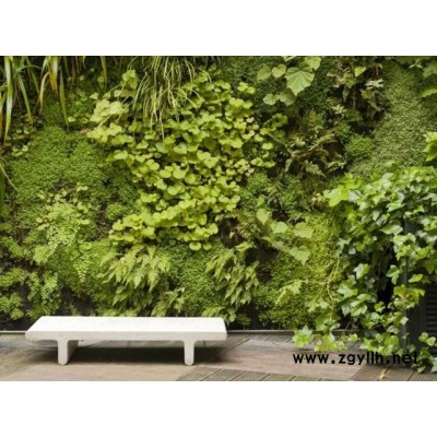 武汉绿植养护-武汉雅淳花卉