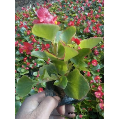 草花-芳青花卉苗(图)-草花多少钱