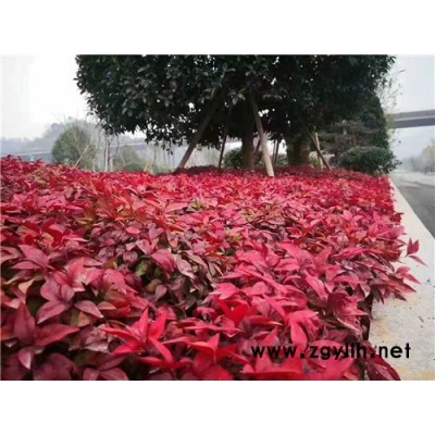 火焰南天竹彩叶地被绿化苗-火焰南天竹-金枫绿化