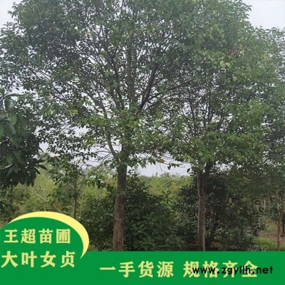 河南大叶女贞-豫宛供应各类苗木-河南大叶女贞基地电话