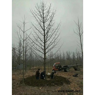 近银杏树价格-银杏树-邳州富丽银杏苗木