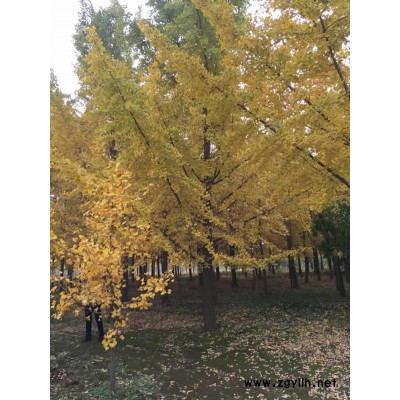 银杏树-邳州市富丽银杏苗木-18cm银杏树的价格