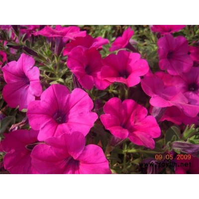 时令草花-草花-芳青花卉苗(在线咨询)