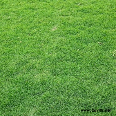 四季青草多少钱一平方-昆明建勇真草坪批发-个旧四季青草