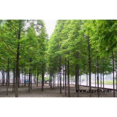 落羽杉树苗-  淘氧彩叶苗木-落羽杉树苗价格