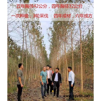 新品种杨树苗报价-吉德1可多轮采伐杨树
