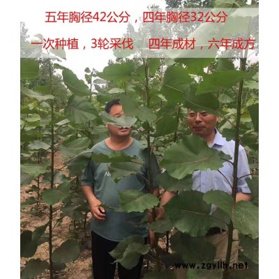 徐州新品种无絮杨-新品种无絮杨基地-吉德(推荐商家)