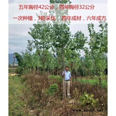 107无絮杨报价-信阳107无絮杨-吉德1号杨培育基地