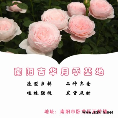 盆栽月季花苗基地-吉华月季小苗价格-聊城盆栽月季基地
