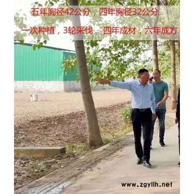 江苏速生杨树苗价格多少钱一棵-吉德1号杨基地