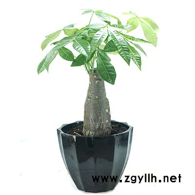 武昌绿化养护-雅淳花卉租摆-园林绿化养护