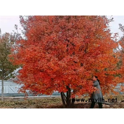 4-7米丛生美国红枫红点-金枫绿化-丛生美国红枫