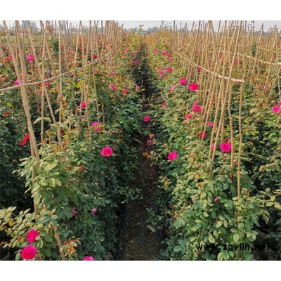 精品藤本月季多少钱一棵-精品藤本月季-春诚基地月季价格便宜