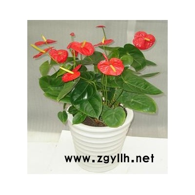 武汉室内花木出租-武汉市众芳园艺