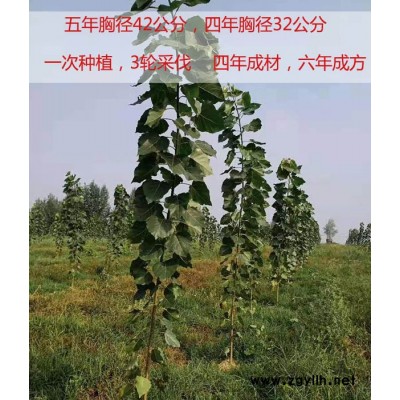 吉德杨可多轮采伐-许昌大量杨树苗价格