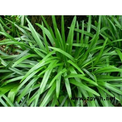 长沙细叶麦冬草-圣茂麦冬草种植基地-细叶麦冬草种植基地