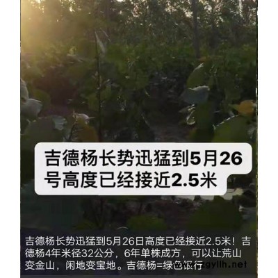 杨树苗价格多少钱-吉德(在线咨询)-南方杨树苗价格