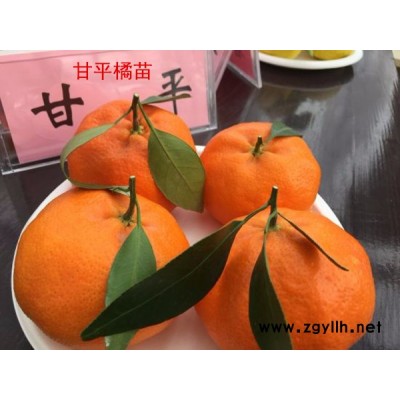 红美人柑橘苗-扬名苗木种植基地-红美人柑橘苗种植