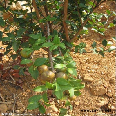 黔南油茶树苗-高产油茶苗圃基地 -油茶树苗哪里有卖