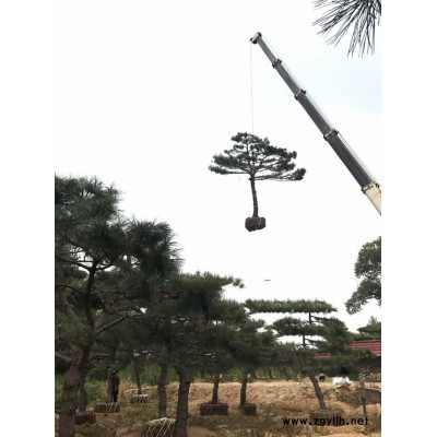 泰山迎客松基地哪里好-重庆泰山迎客松-莱芜戎新造型松(查看)