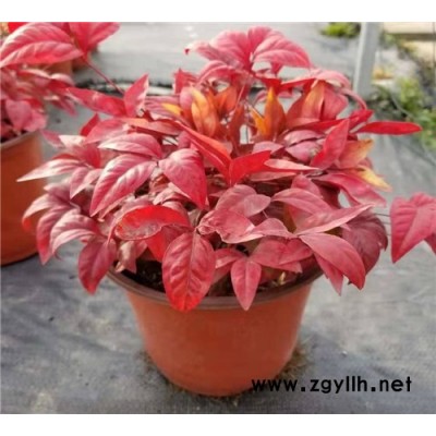 金枫绿化(图)-火焰南天竹盆栽苗供应-火焰南天竹