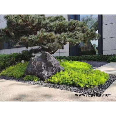 金叶佛甲草基地-韵可园林(在线咨询)-湖北金叶佛甲草