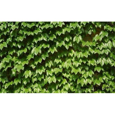 爬山虎-芳青花卉苗(图)-爬山虎工程苗