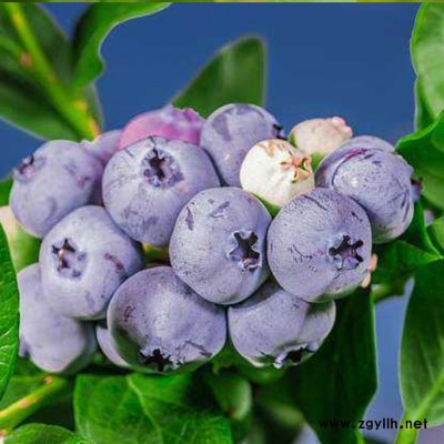 蓝莓产地 蓝莓基地 百色农业