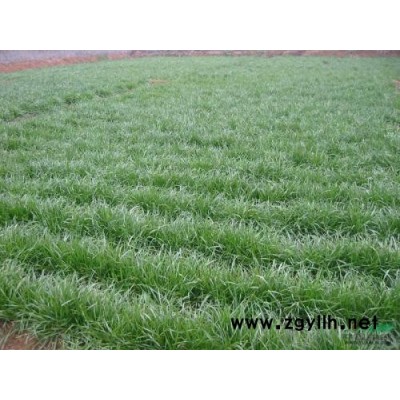 麦冬草批发-圣茂麦冬草种植基地-山东麦冬草