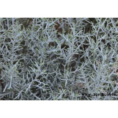 1.5米蓝冰柏-蓝冰柏-芳青花卉苗(在线咨询)