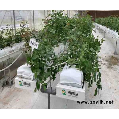 支架式番茄栽培系统多少钱-泓稷科技栽培槽-栽培系统多少钱