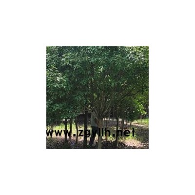 红叶高杆石楠树价格-临沂高杆红叶石楠-佳邦