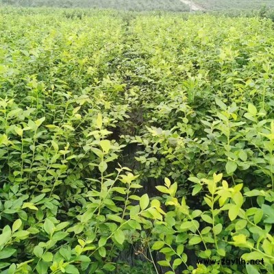 四川蓝莓苗基地 蓝莓苗种植基地 百色农业