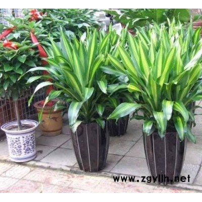 物业绿化养护-雅淳花卉绿植租用-新洲绿化养护