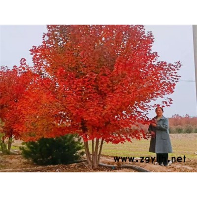 丛生美国红枫-金枫绿化-丛生美国红枫市场价