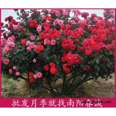 南阳春诚月季之乡(图)-高杆月季树价格-高杆月季树