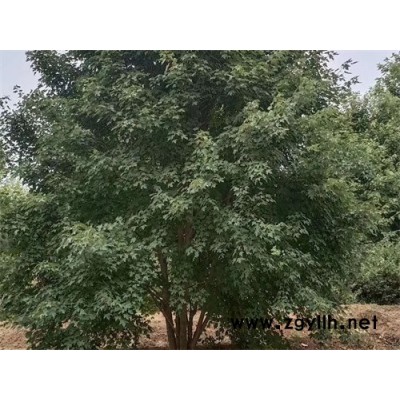 丛生美国红枫-金枫绿化-丛生美国红枫多少钱一棵