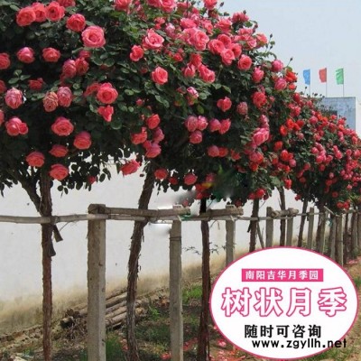 八公分树状月季花苗价格-八公分树状月季-吉华月季长期供应