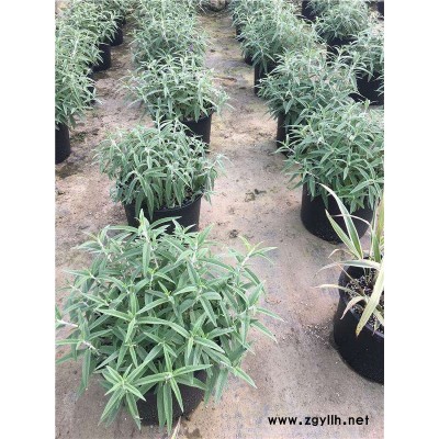 芳青花卉苗(图)-墨西哥鼠尾草工程苗-墨西哥鼠尾草