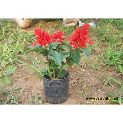 草花-芳青花卉苗(图)-草花价格
