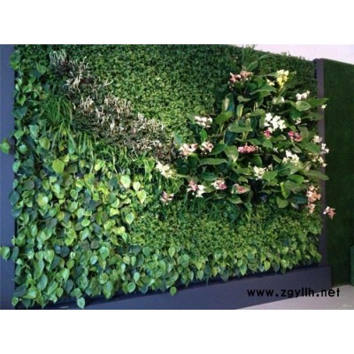 武汉室内绿植-雅淳租花