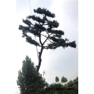 造型油松价格-造型油松-戎新景观松(查看)